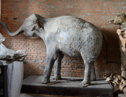 Pavia, l'elefante e Napoleone Bonaparte