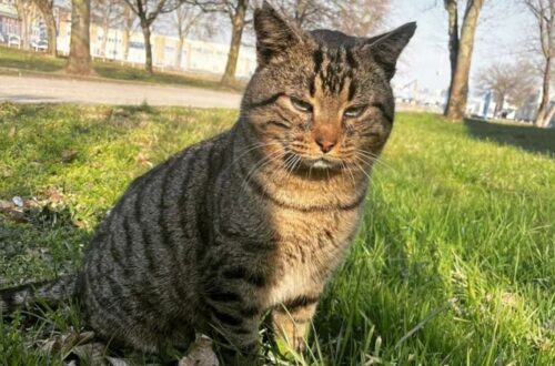 Rufus: il magico gatto mascotte dell'Università di Pavia