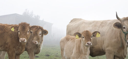 Alla riscoperta della Vacca Varzese, presidio Slow Food salvato dall’estinzione