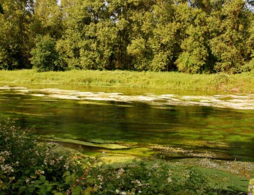 La terribile donna-alga di Vigevano: le amiche volevano liberarla dal demone. Ma lei le affogò nel Ticino