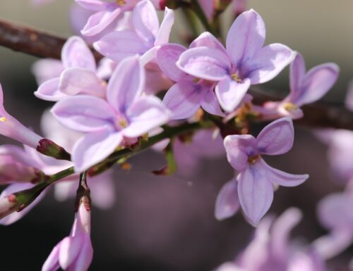 Festa di Primavera a Bereguardo tra fiori e profumi