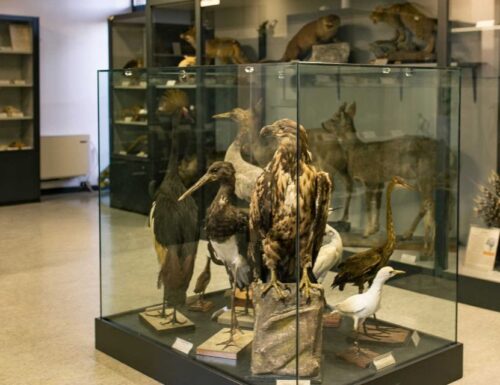A Voghera viene inaugurato il Museo di scienze naturali