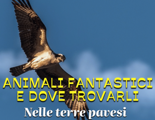 WayCover 29 giugno- Animali fantastici e dove trovarli nelle terre pavesi