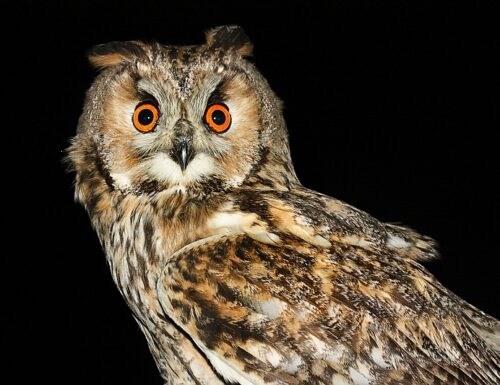 Una notte nel bosco: escursione naturalistica a Rivanazzano Terme