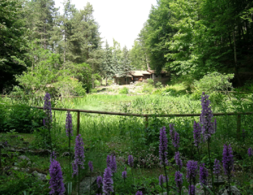 Giardino Botanico Alpino di Pietra Corva, una meraviglia da scoprire