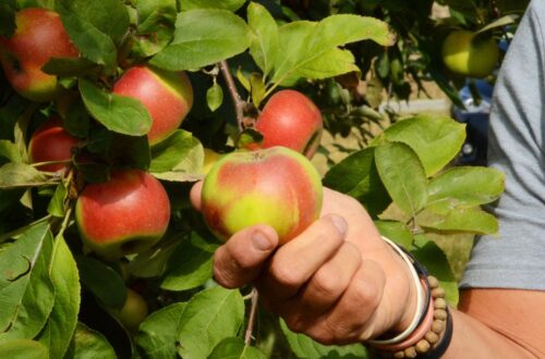 Pomella genovese, la dolcissima mela tipica della Valle Staffora