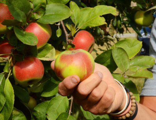 Pomella genovese, la dolcissima mela tipica della Valle Staffora