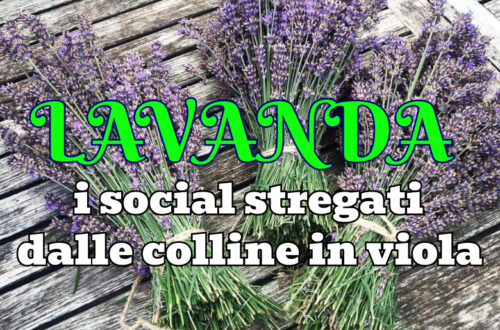 Il fascino della lavanda che strega i social