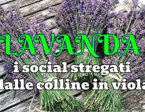 Il fascino della lavanda che strega i social