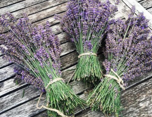 Festa della raccolta della lavanda