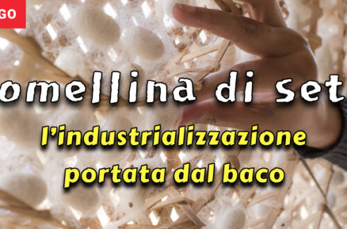 Dagli Sforza al Cascame, così il baco da seta ha industrializzato la Lomellina