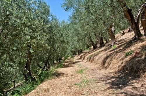 Oro Verde: la rivoluzione silenziosa dell'Oltrepò