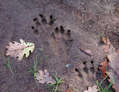 Le Tracce Raccontano: Piccoli Naturalisti all'Avventura nell'Oasi Lipu