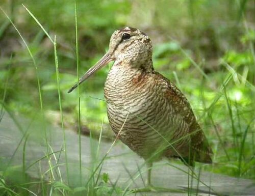 Giornata Europea del Birdwatching all’Oasi Lipu