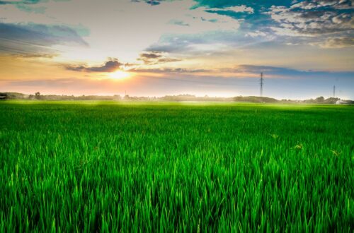 Linea Verde racconta la Lomellina e le Terre del Riso