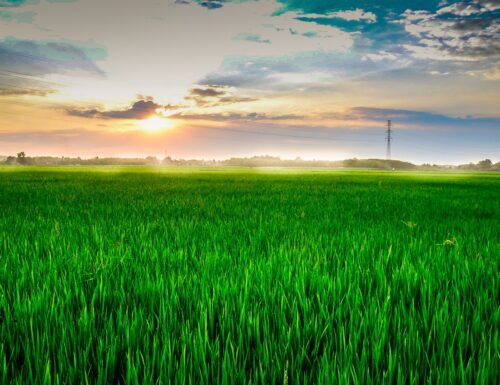 Linea Verde racconta la Lomellina e le Terre del Riso