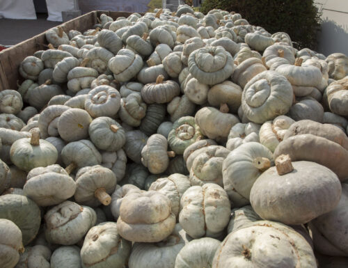 Sagra della Zucca Bertagnina di Dorno, al via la XXI edizione