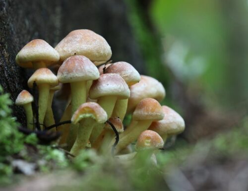 I Funghi del Parco del Ticino: Un Viaggio tra i Tesori del Bosco