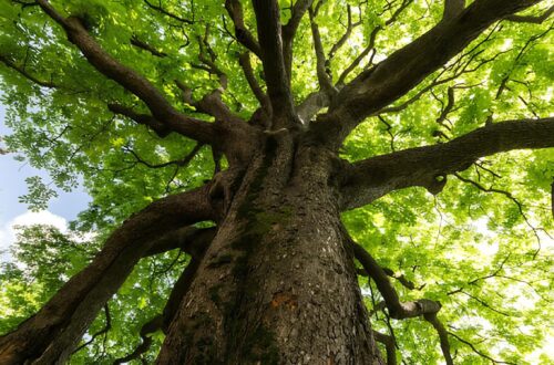 Tour tra gli Alberi Monumentali della provincia di Pavia: Testimonianze di Storia e Natura