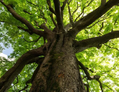 Tour tra gli Alberi Monumentali della provincia di Pavia: Testimonianze di Storia e Natura