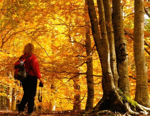 I colori del foliage sui sentieri dei Malaspina