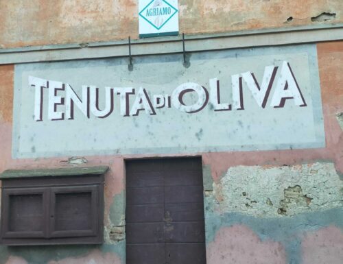 Oliva con gusto