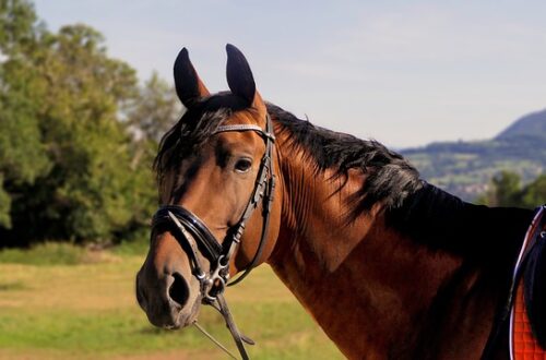 Scoprire l’Oltrepò Pavese a cavallo: tra natura, emozioni e luoghi imperdibili