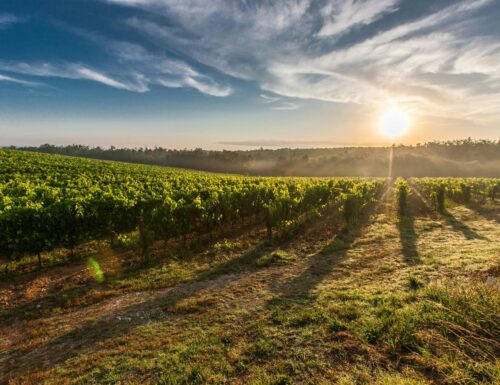 Canneto Pavese: quando il marketing vinicolo cambiò il nome (e il destino) del comune