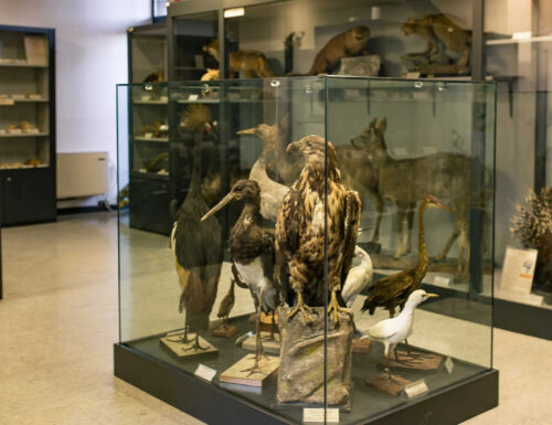 "Fra i rami della vita": una mostra sui vertebrati al Museo di Scienze Naturali di Voghera