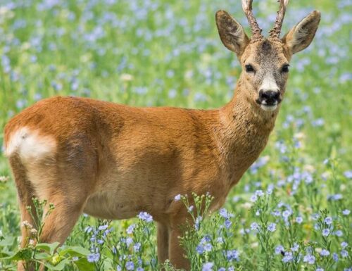 Caprioli all'Alba: un'Esperienza Unica nel Parco del Ticino