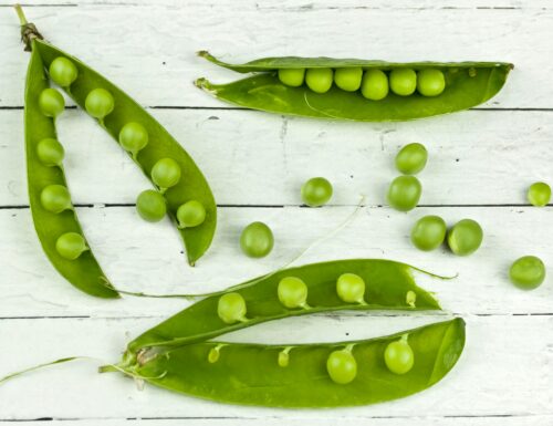 Il segreto verde di Miradolo Terme