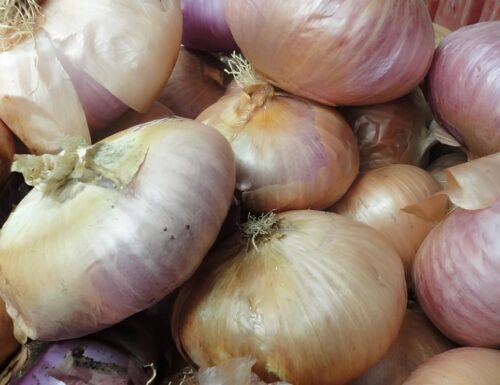 La "Sigula ad i'urtlan" di Voghera: un tesoro bianco dal cuore dolce
