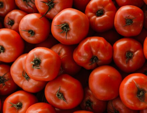 Il pomodoro della Farmacista di Zavattarello: una storia di semi, memoria e comunità