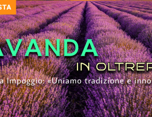 La coltivazione della lavanda e la storia dell'Azienda Impoggio di Borgoratto Mormorolo. Vicentini: «Uniamo tradizione e innovazione»