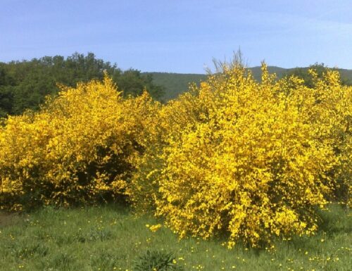 Il sentiero delle ginestre in fiore
