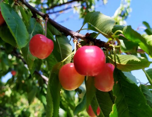 Bagnaria, la ciliegia e una festa di territorio. Franza: «È la celebrazione della nostra identità agricola»