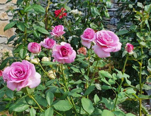 Giardino delle Rose in Festa